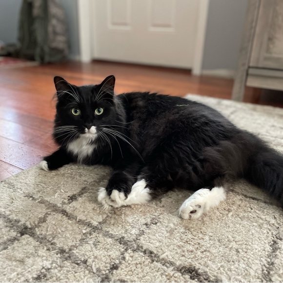 Meet your Posher, Harper - Picture 7 of 14